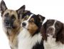 Apprenez � mieux conna�tre votre chien